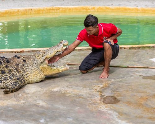 Crocodile Adventureland