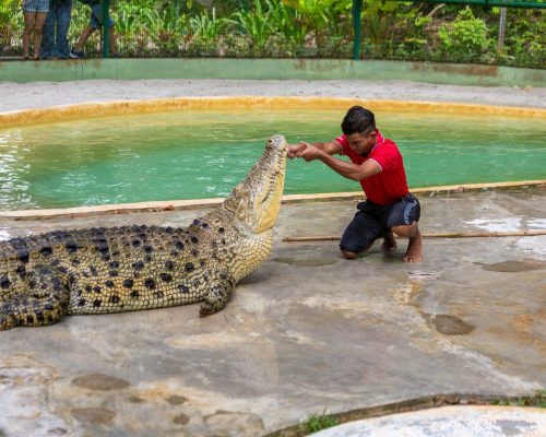 Crocodile Adventureland