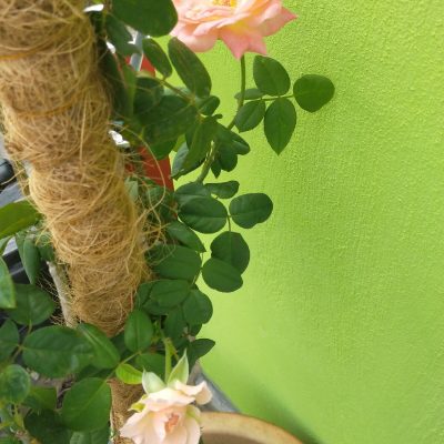 dd0ee5d0-99e7-4e57-bcc5-17a4ff4c3a35